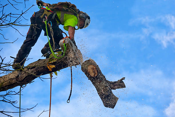 How Our Tree Care Process Works  in  Belcourt, ND